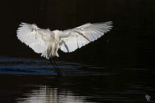 Grande Aigrette