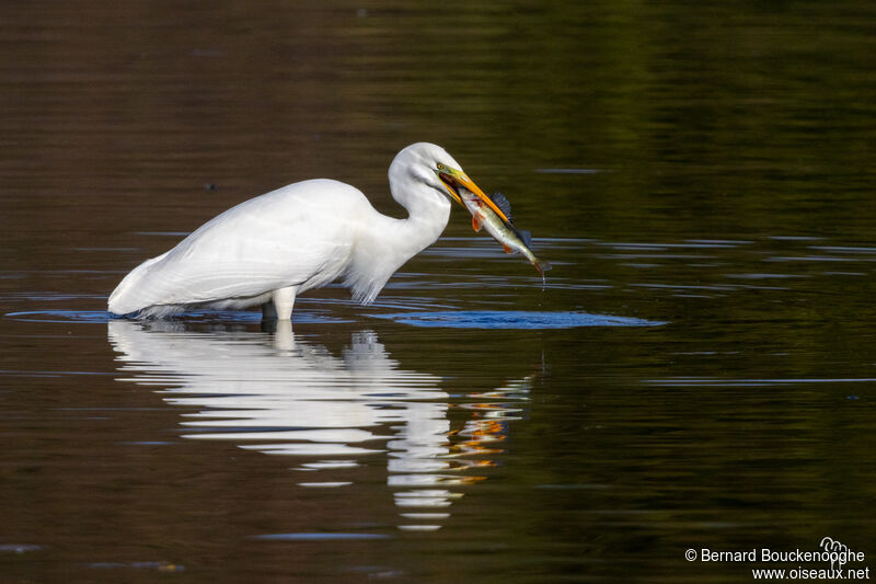 Grande Aigrette