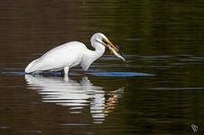 Grande Aigrette