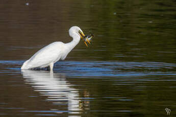 Grande Aigrette