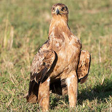 Aigle ravisseur