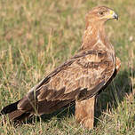 Aigle ravisseur