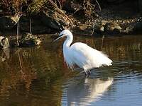 Aigrette garzette