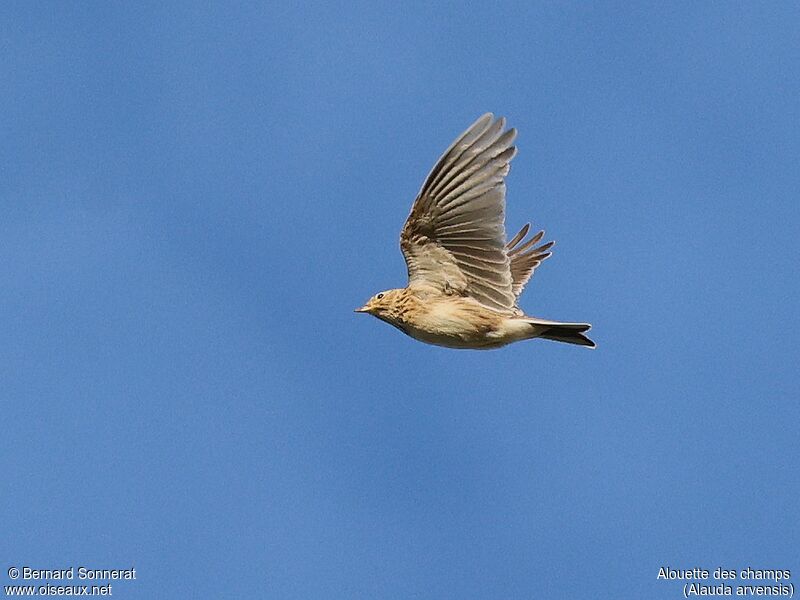 Eurasian Skylark, Flight