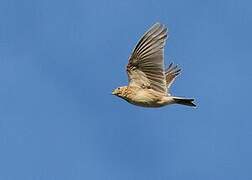 Eurasian Skylark