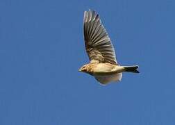 Eurasian Skylark