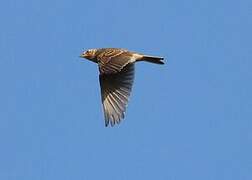 Eurasian Skylark