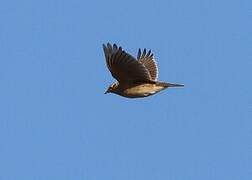 Eurasian Skylark