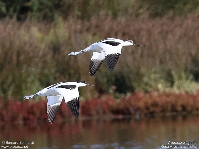 Avocette élégante