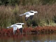 Pied Avocet