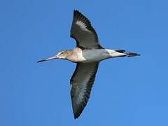 Black-tailed Godwit