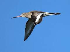 Black-tailed Godwit