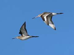 Black-tailed Godwit