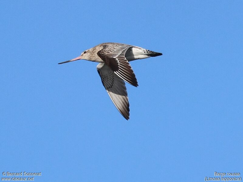 Bar-tailed Godwit