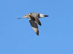 Bar-tailed Godwit