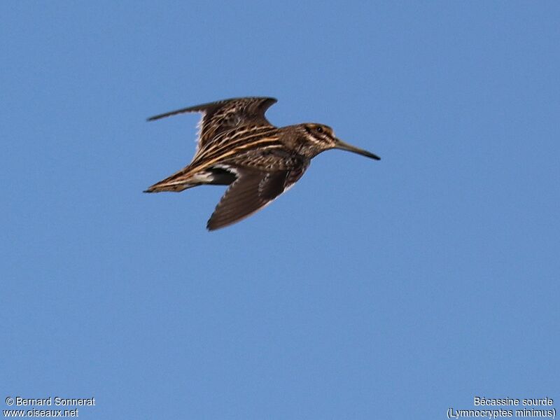 Jack Snipe