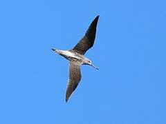 Common Greenshank