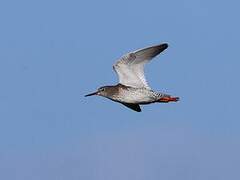 Common Redshank