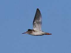 Common Redshank