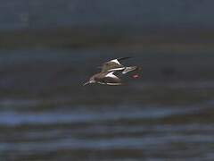 Common Redshank