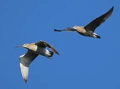 Eurasian Curlew