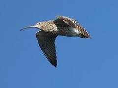 Eurasian Curlew