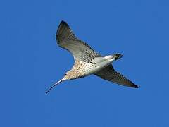 Eurasian Curlew