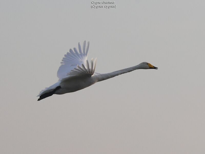 Whooper Swan