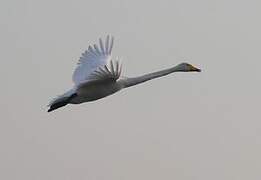 Cygne chanteur