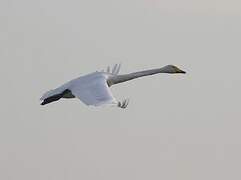 Cygne chanteur