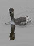 Black-necked Grebe