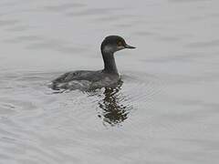 Black-necked Grebe