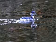 Black-necked Grebe