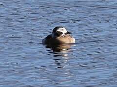 Long-tailed Duck