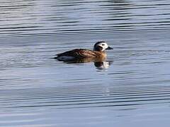 Long-tailed Duck