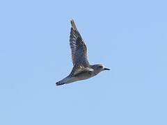 Grey Plover