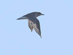 Grey Plover