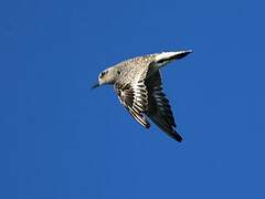 Grey Plover