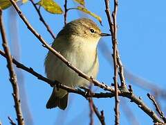 Common Chiffchaff