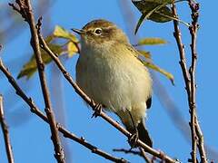 Common Chiffchaff