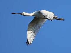 Eurasian Spoonbill