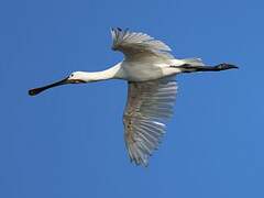 Eurasian Spoonbill