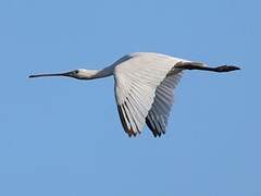 Eurasian Spoonbill