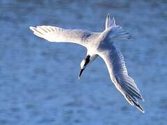 Sandwich Tern