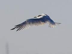 Sandwich Tern