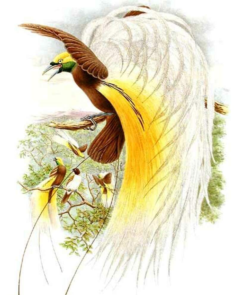 Райские птицы рисунки