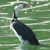 Cormoran Pie Microcarbo Melanoleucos