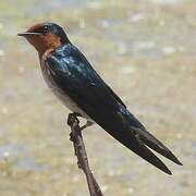 Pacific Swallow