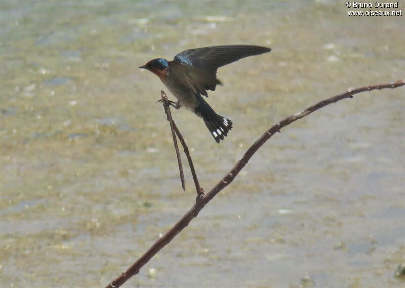 Pacific Swallowadult, identification, Flight, Behaviour