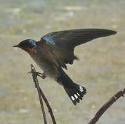 Pacific Swallow